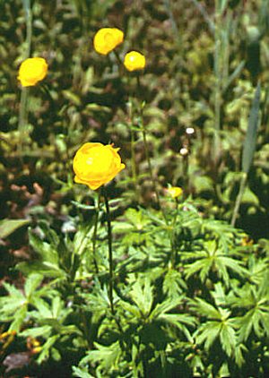  Image name: ranuncolo3.jpg 
 width: 300 pixel 
 height: 422 pixel 
 Size: 43261 bytes 
 Click to enlarge 